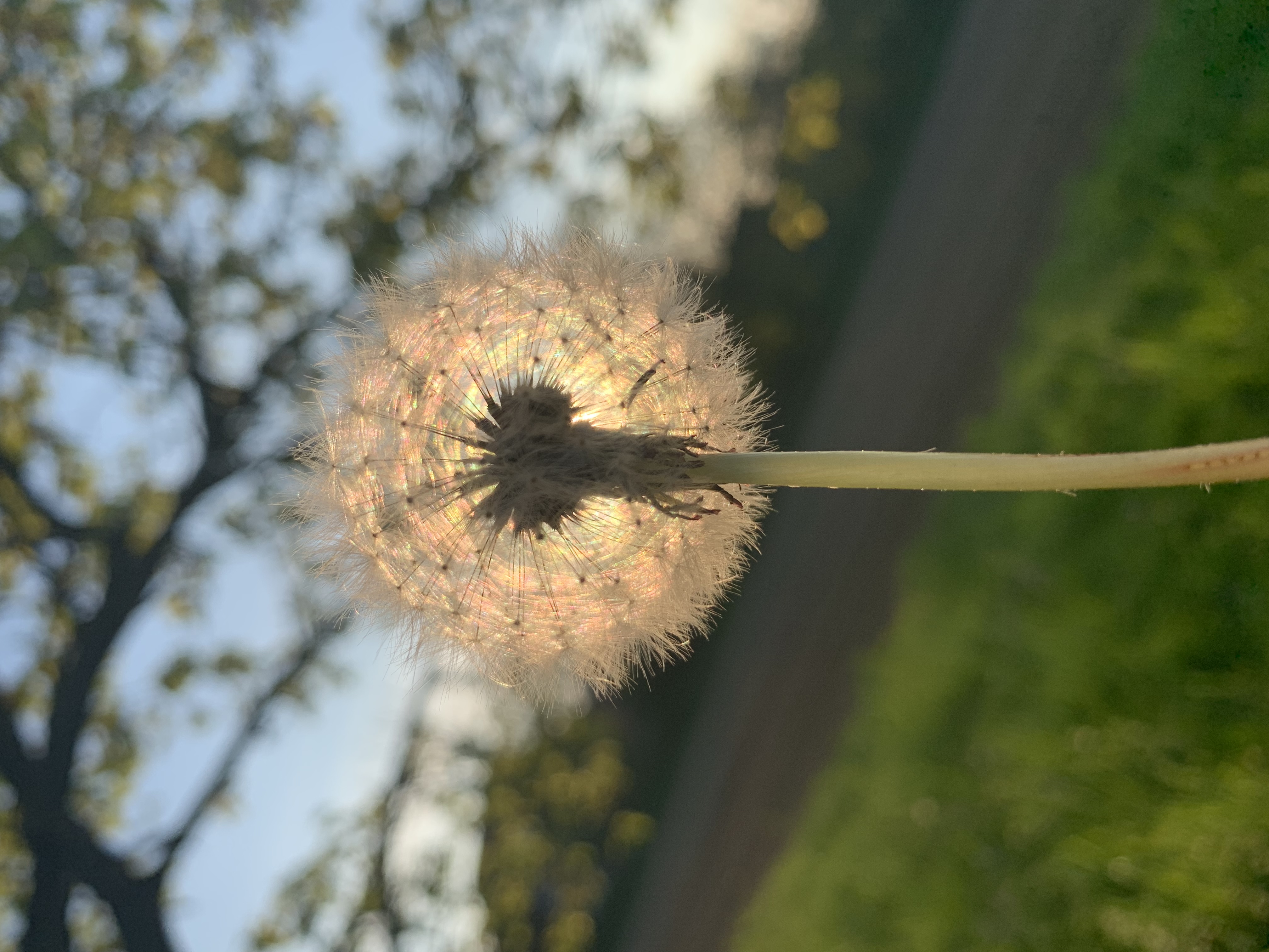 dandelion